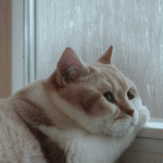 ������ ��� �����